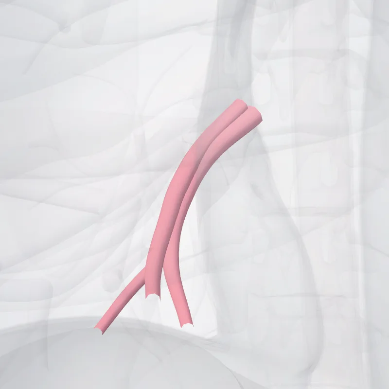 Vena medialis pulmonalis dextri (Medial vein of right lung) hervorgehoben in einem 3D-Modell des menschlichen Körpers