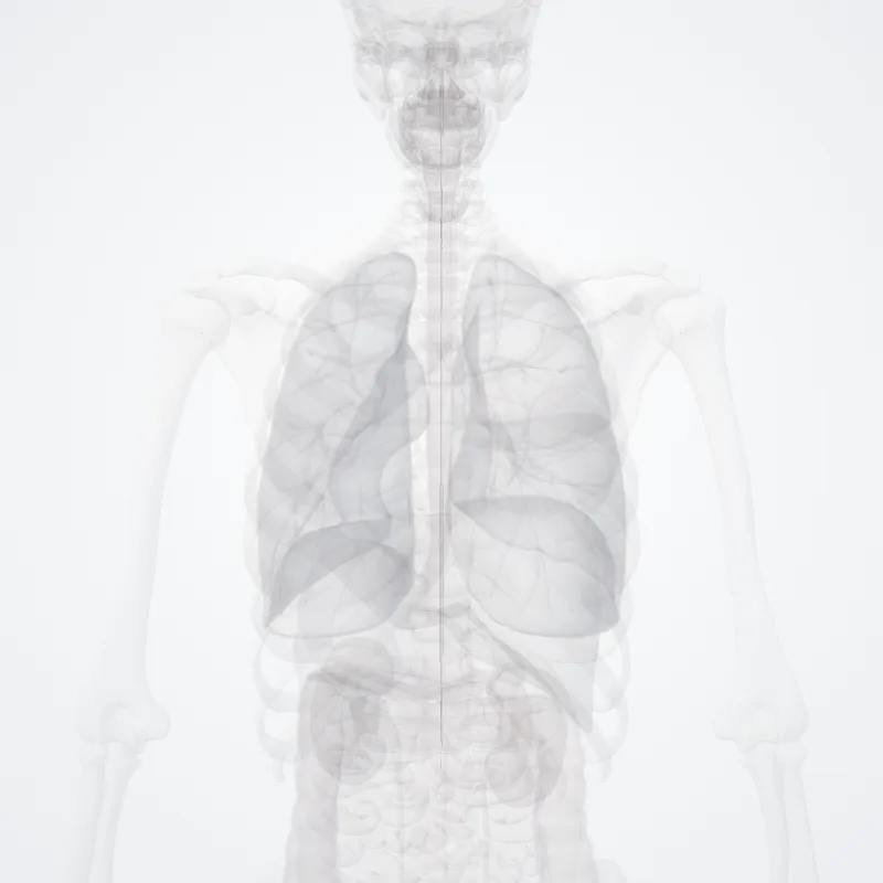 Medial vestibulospinal tract (Tractus vestibulospinalis medialis) highlighted in a 3D model of the human body