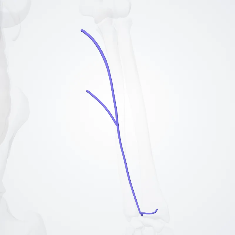 Median antebrachial vein (Vena mediana antebrachii) highlighted in a 3D model of the human body