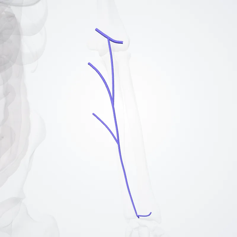 Median cubital vein (Vena mediana cubiti) highlighted in a 3D model of the human body
