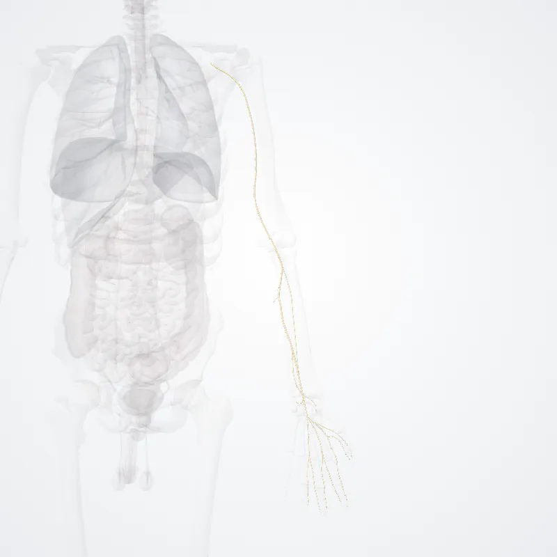 Nervus medianus (Median nerve) hervorgehoben in einem 3D-Modell des menschlichen Körpers