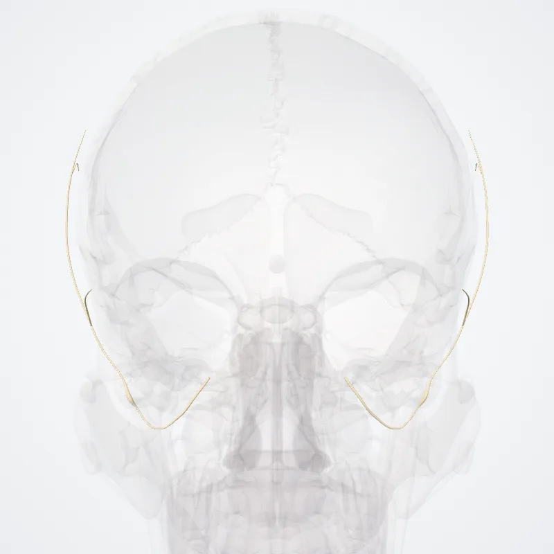 Meningeal branch of maxillary nerve (Ramus meningeus nervi maxillaris) highlighted in a 3D model of the human body