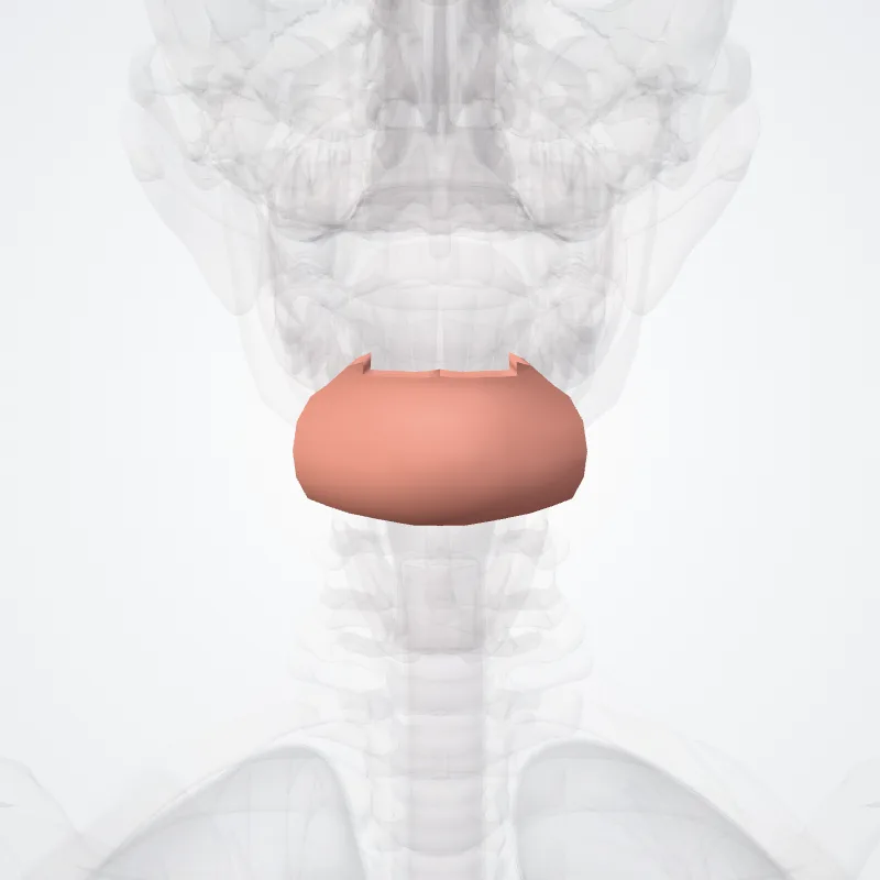Mental region (Regio mentalis) highlighted in a 3D model of the human body