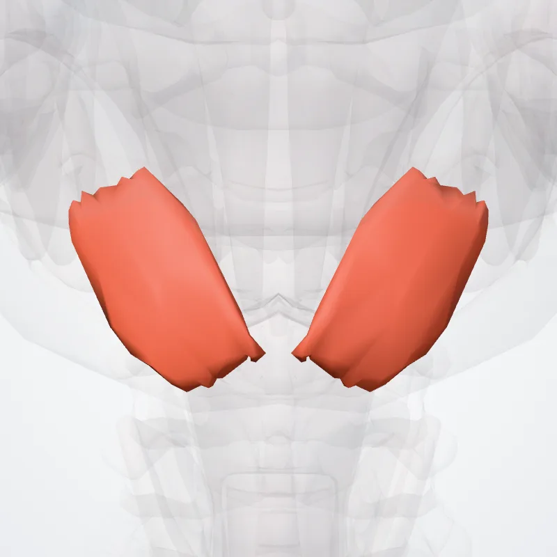 Musculus mentalis (Mentalis muscle) hervorgehoben in einem 3D-Modell des menschlichen Körpers