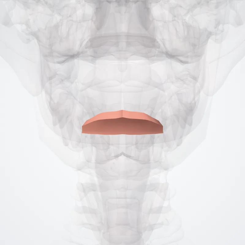 Mentolabial sulcus (Sulcus mentolabialis) highlighted in a 3D model of the human body