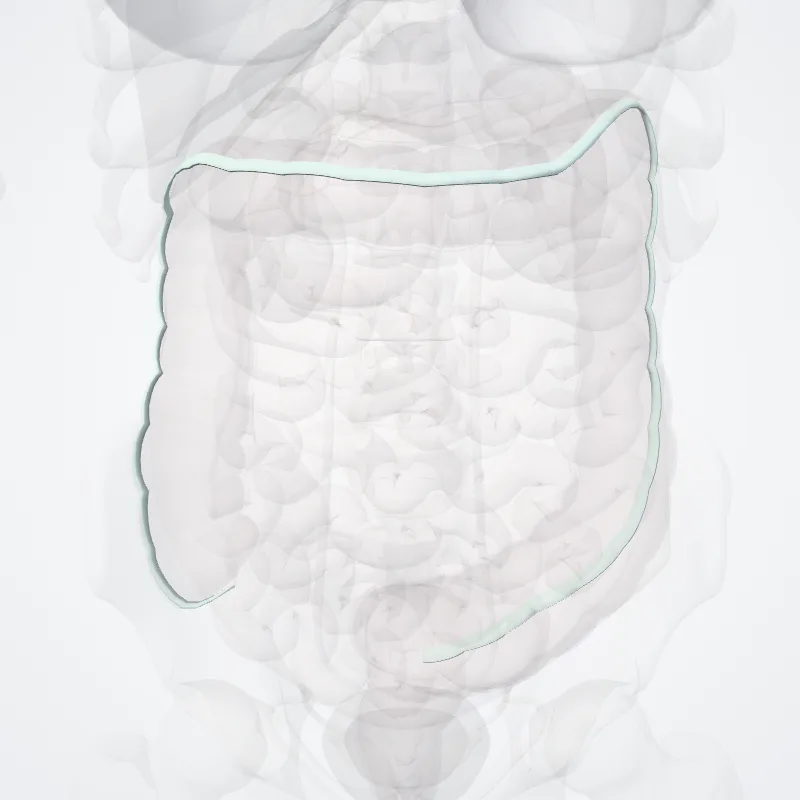 Taenia mesocolica (Mesocolic taenia) hervorgehoben in einem 3D-Modell des menschlichen Körpers
