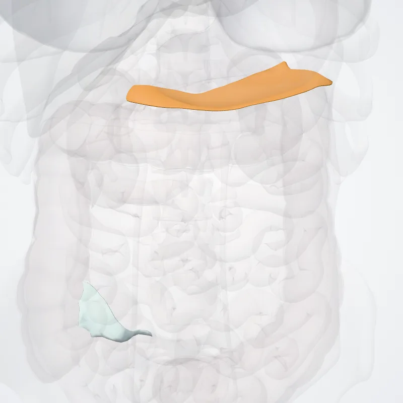 Mesocolon hervorgehoben in einem 3D-Modell des menschlichen Körpers