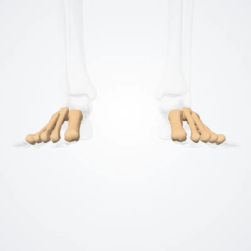Ossa metatarsi (Metatarsal bones) hervorgehoben in einem 3D-Modell des menschlichen Körpers