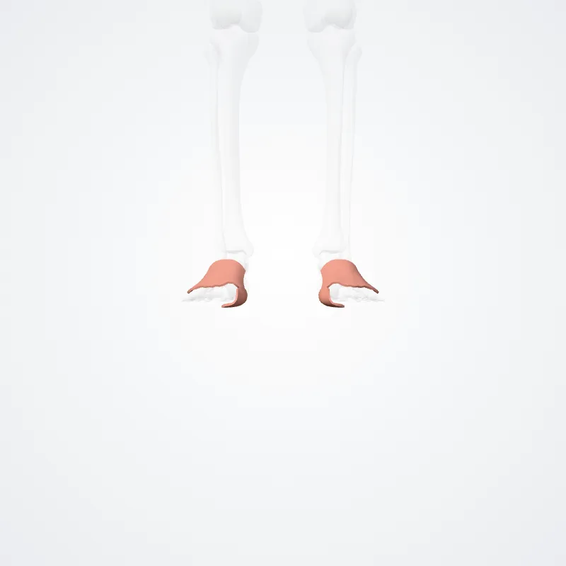 Metatarsal region (Regio metatarsea) highlighted in a 3D model of the human body