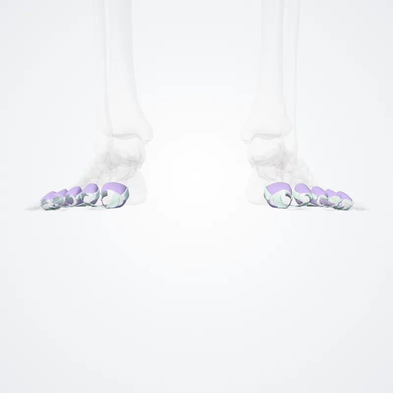 Articulationes metatarsophalangeae (Metatarsophalangeal joints) hervorgehoben in einem 3D-Modell des menschlichen Körpers