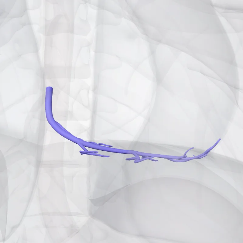 Vena media cordis interventricularis inferior (Middle cardiac vein) hervorgehoben in einem 3D-Modell des menschlichen Körpers