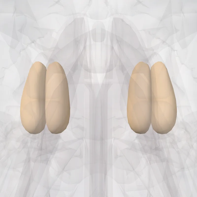 Cellulae mediae ossis ethmoidei (Middle cells of ethmoid bone) hervorgehoben in einem 3D-Modell des menschlichen Körpers