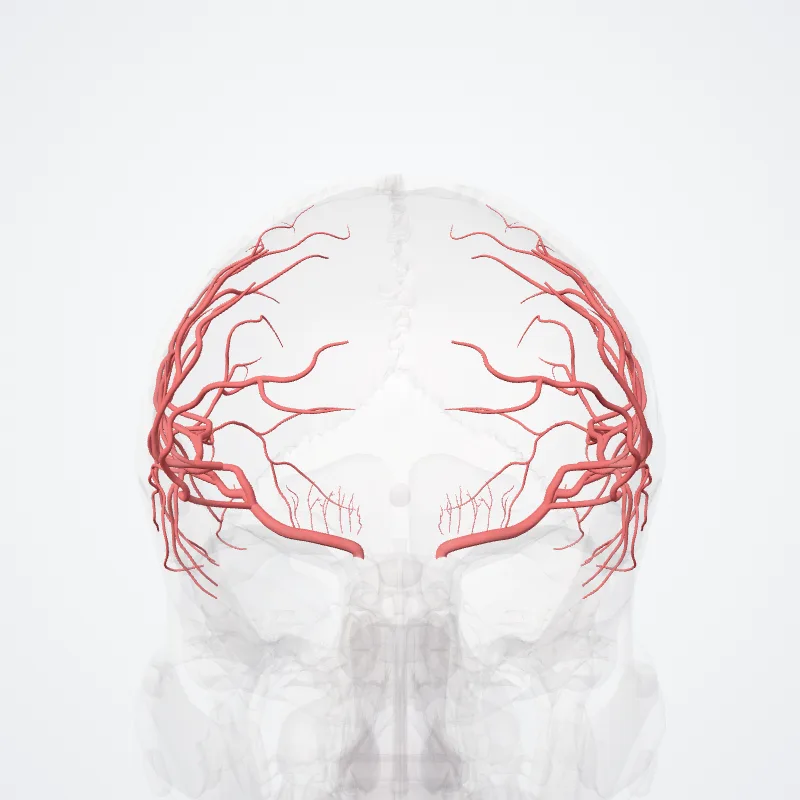 Arteria cerebri media (Pars M1) (Middle cerebral artery (M1-segment)) hervorgehoben in einem 3D-Modell des menschlichen Körpers