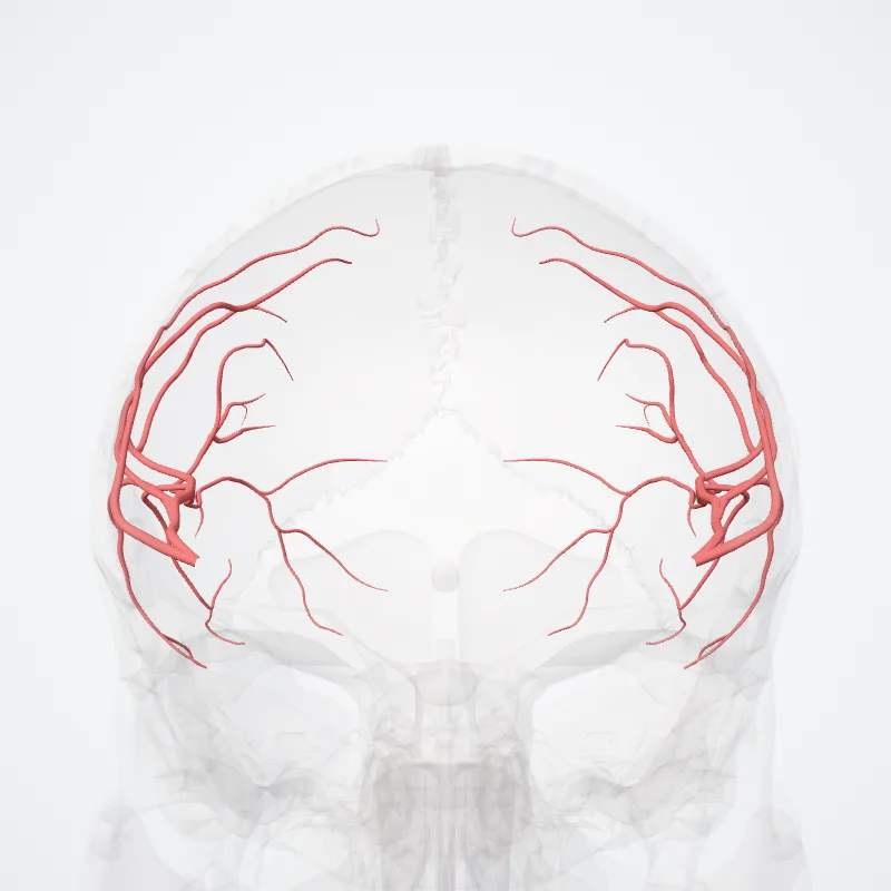 Middle cerebral artery (M3 segment) highlighted in a 3D model of the human body