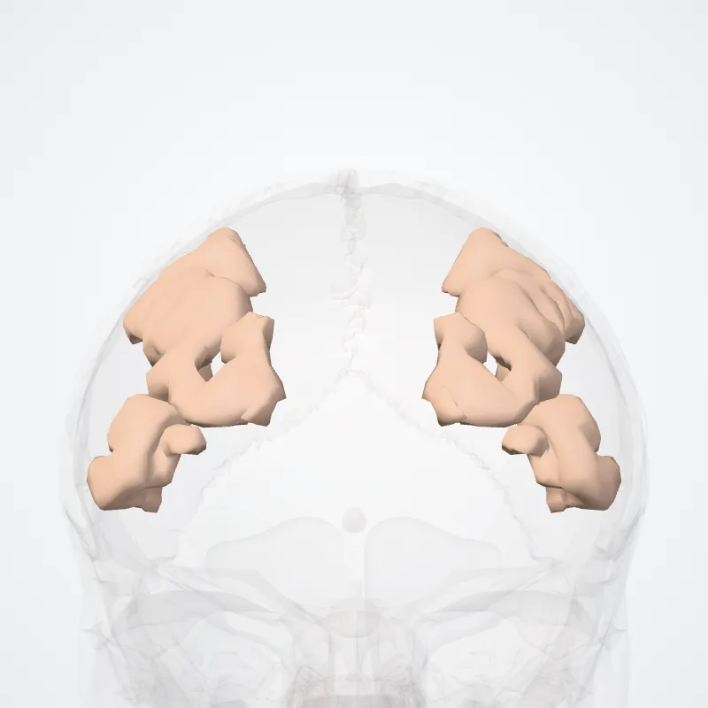 Gyrus frontalis medius (Middle frontal gyrus) hervorgehoben in einem 3D-Modell des menschlichen Körpers