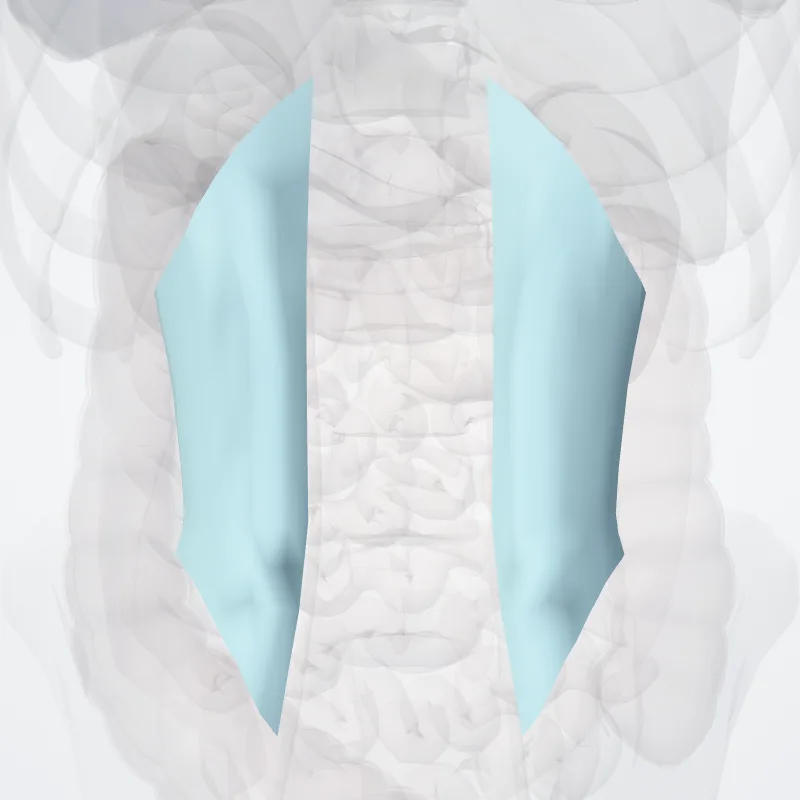 Middle layer of thoracolumbar fascia (Lamina media fasciae thoracolumbaris) highlighted in a 3D model of the human body