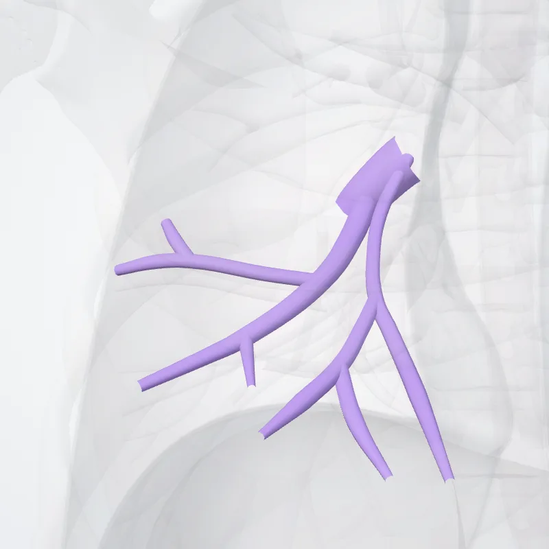 Arteria lobaris media pulmonis dextri (Middle lobar artery of right lung) hervorgehoben in einem 3D-Modell des menschlichen Körpers