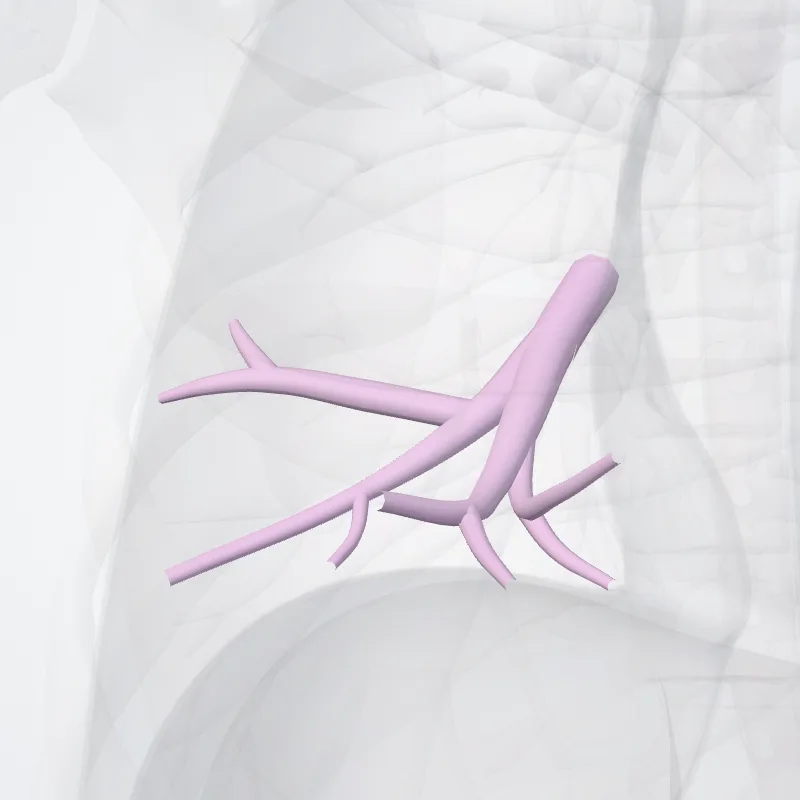 Middle lobar bronchus (Bronchus lobaris medius) highlighted in a 3D model of the human body