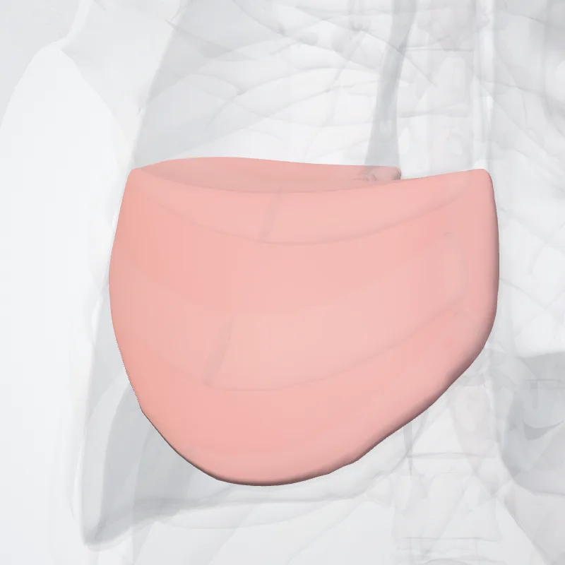 Middle lobe of right lung (Lobus medius pulmonis dextri) highlighted in a 3D model of the human body