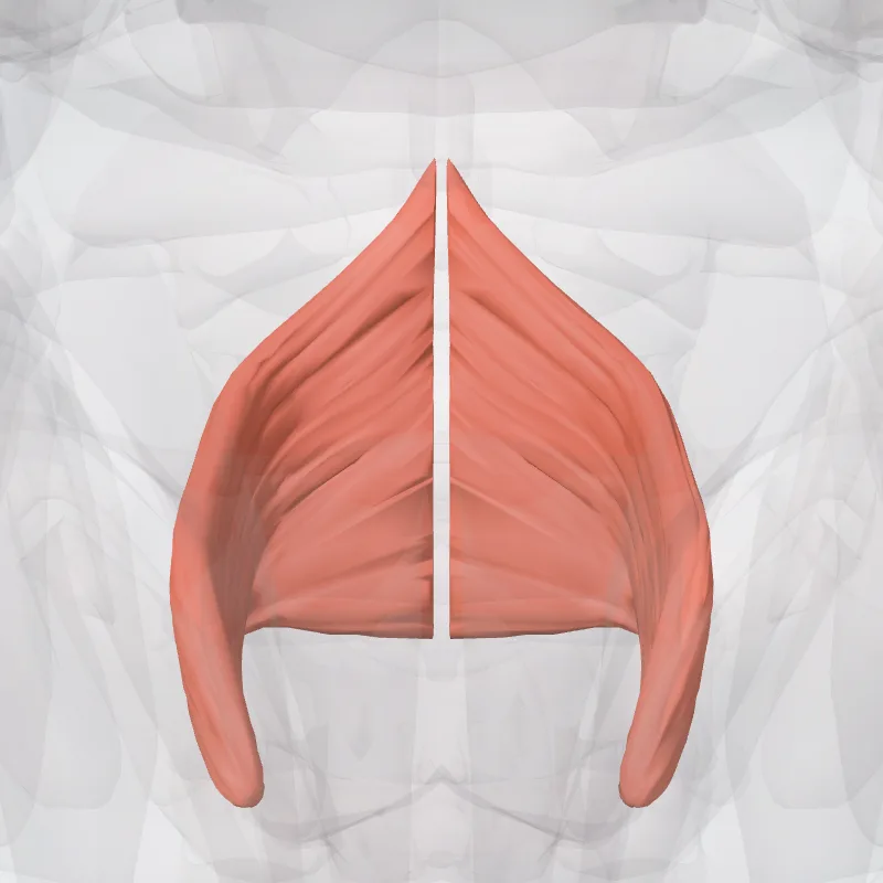 Constrictor medius pharyngis (Middle pharyngeal constrictor) hervorgehoben in einem 3D-Modell des menschlichen Körpers