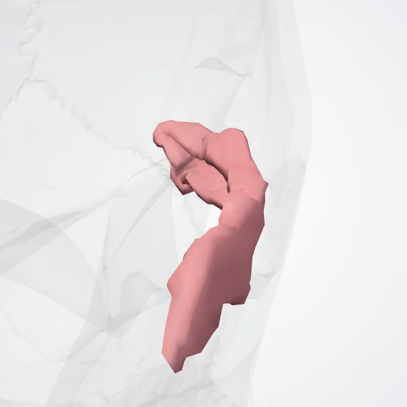 Gyrus temporalis medius (Middle temporal gyrus) hervorgehoben in einem 3D-Modell des menschlichen Körpers