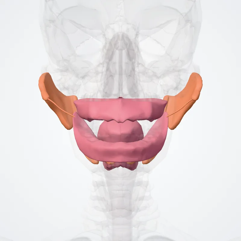 Stoma (Mouth) hervorgehoben in einem 3D-Modell des menschlichen Körpers
