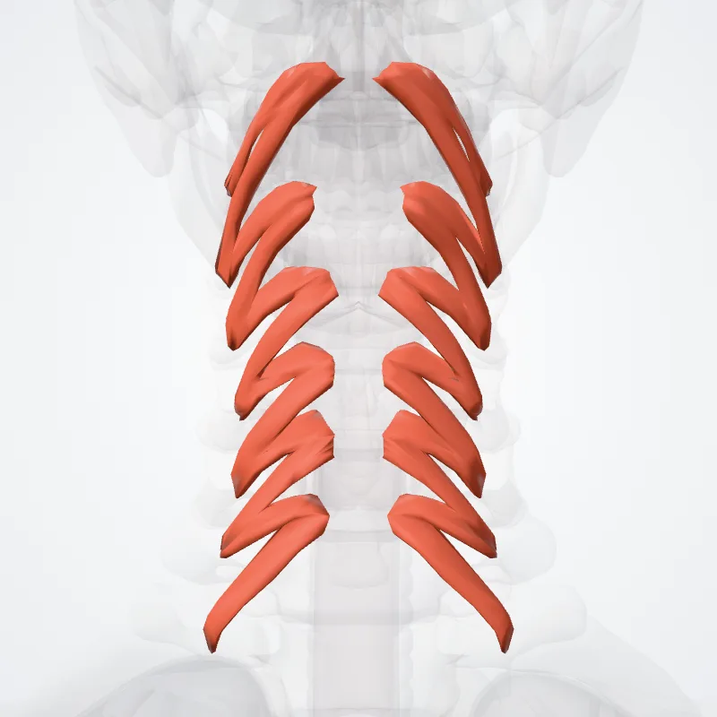 Multifidus colli muscle (Musculus multifidus colli) highlighted in a 3D model of the human body