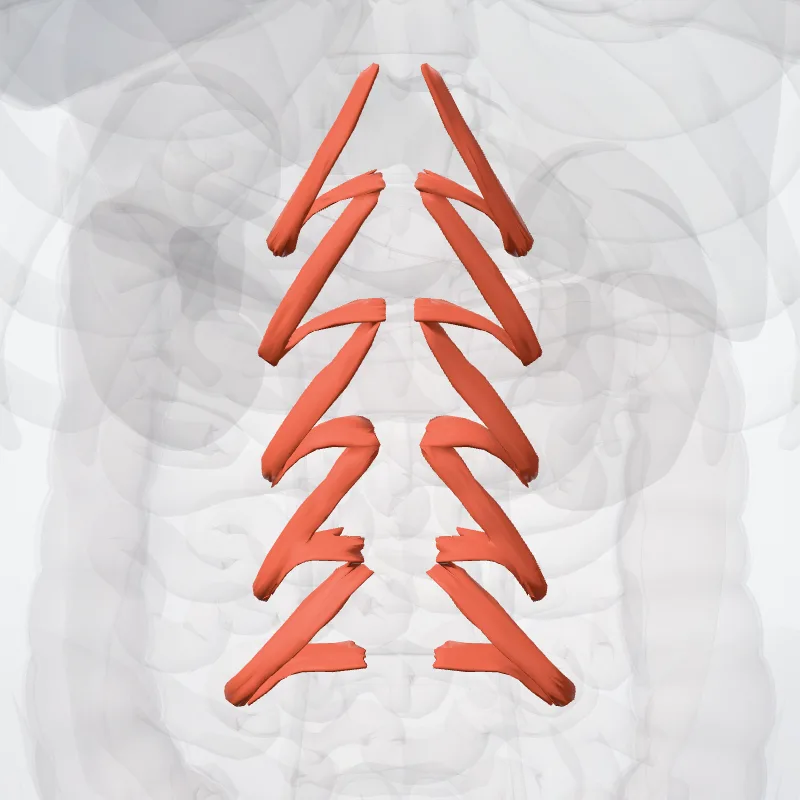 Musculus multifidus lumborum (Multifidus lumborum muscle) hervorgehoben in einem 3D-Modell des menschlichen Körpers