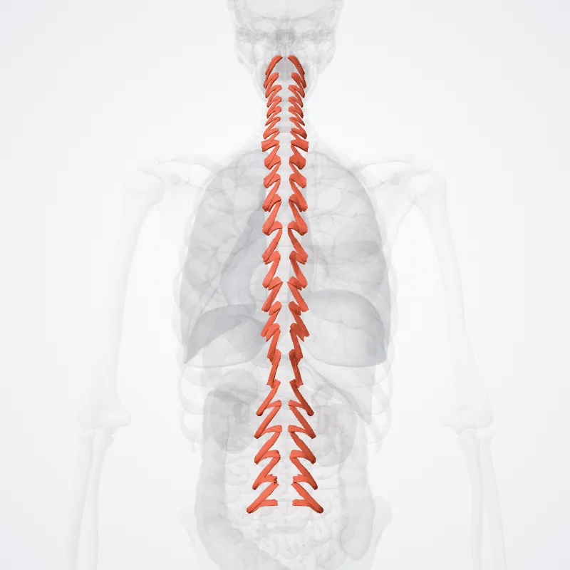 Musculi multifidi (Multifidus muscles) hervorgehoben in einem 3D-Modell des menschlichen Körpers