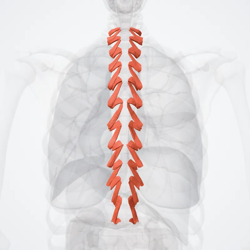 Musculus multifidus thoracis (Multifidus thoracis muscle) hervorgehoben in einem 3D-Modell des menschlichen Körpers