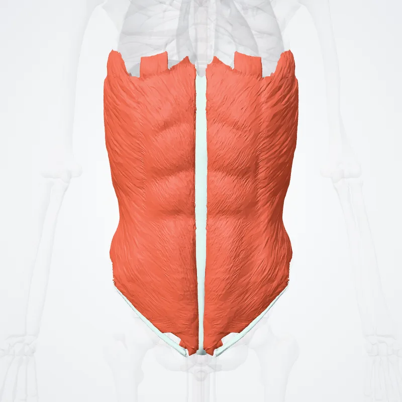 Muscles of abdomen (Musculi abdominis) highlighted in a 3D model of the human body