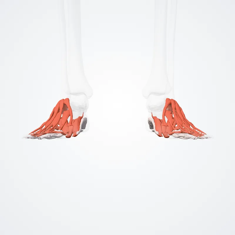 Muscles of foot (Musculi pedis) highlighted in a 3D model of the human body