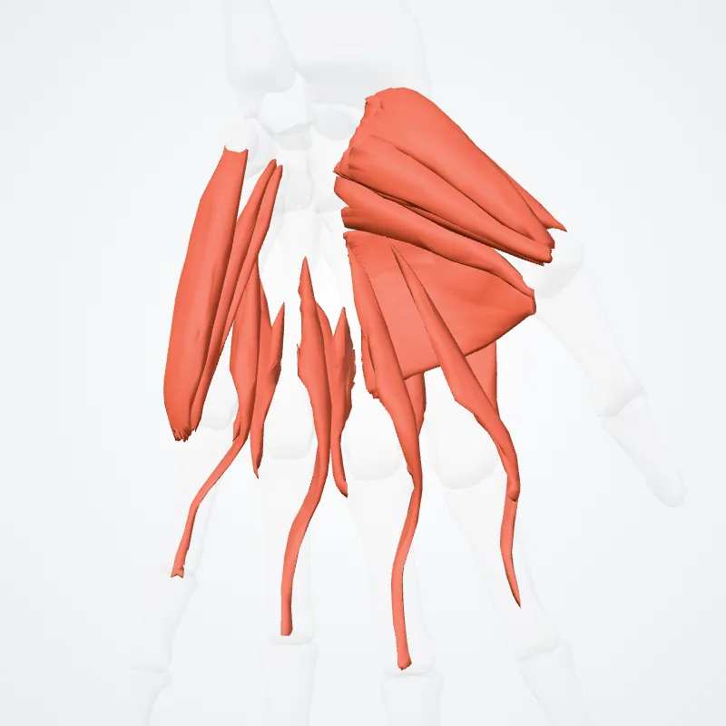Musculi manus (Muscles of hand) hervorgehoben in einem 3D-Modell des menschlichen Körpers