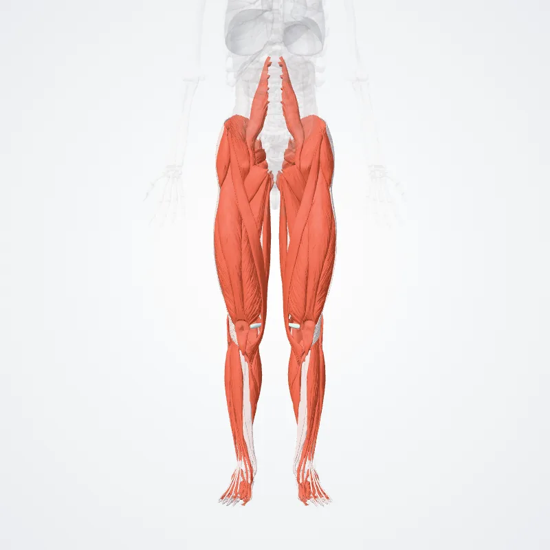 Muscles of lower limb (Musculi membri inferioris) highlighted in a 3D model of the human body