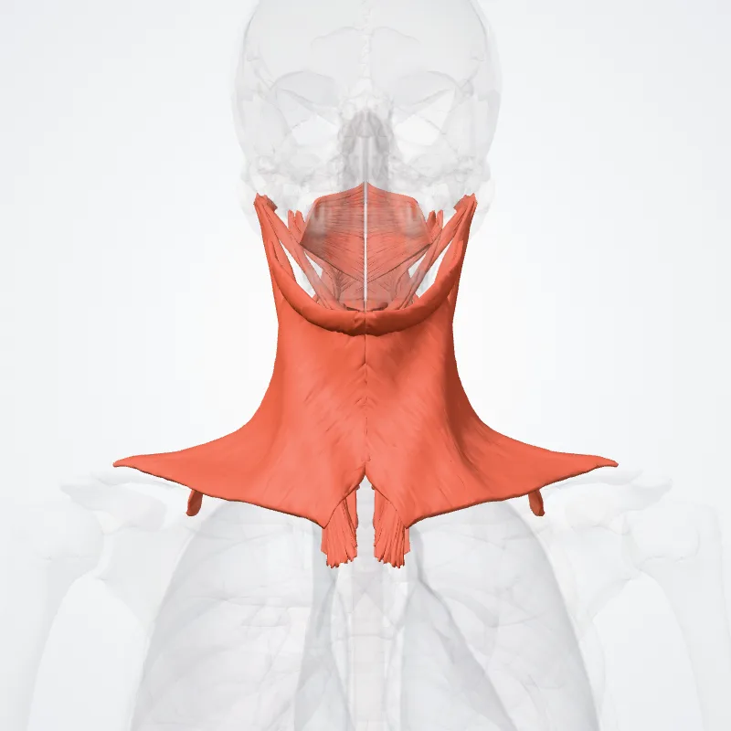 Muscles of neck (Musculi colli) highlighted in a 3D model of the human body