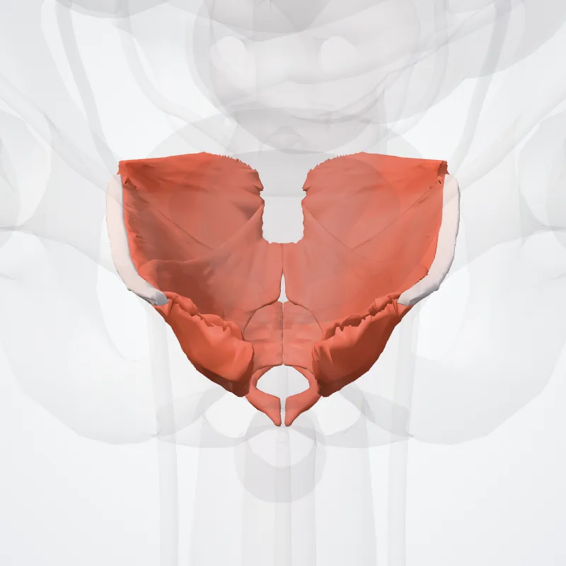 Muscles of pelvis (Musculi pelvis) highlighted in a 3D model of the human body