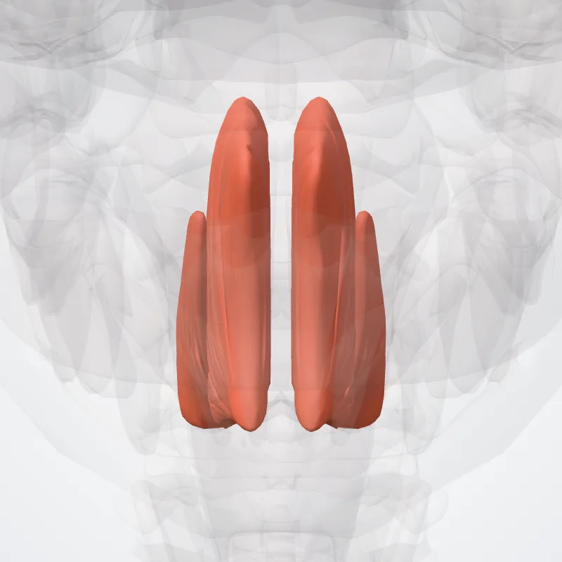 Muscles of tongue (Musculi linguae) highlighted in a 3D model of the human body