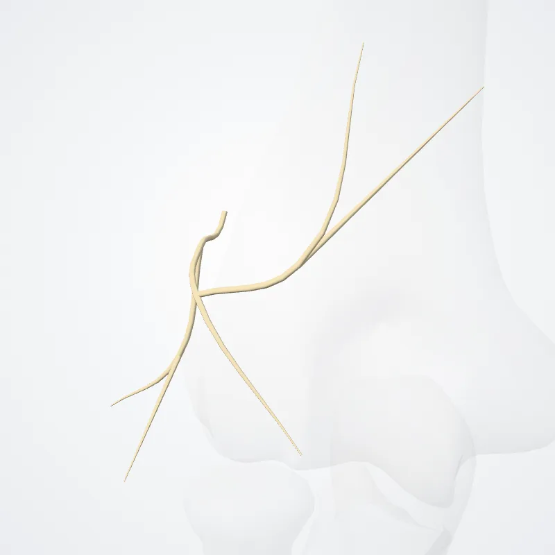 Muscular branches of radial nerve (Rami musculares nervi radialis) highlighted in a 3D model of the human body