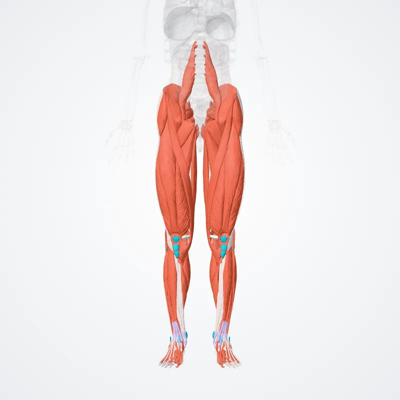 Muscular system of lower limb (Systema musculare membri inferioris) highlighted in a 3D model of the human body