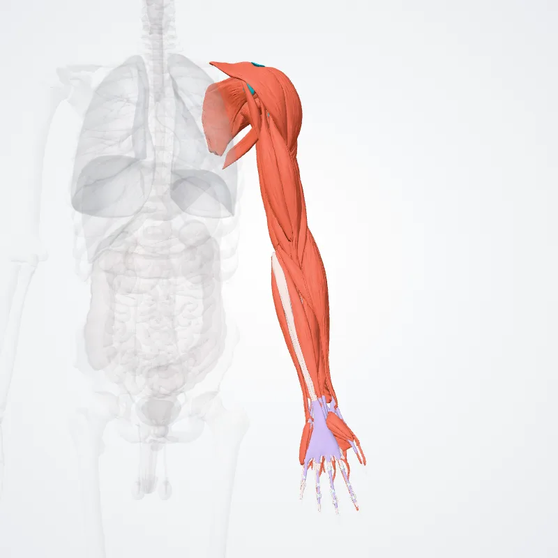 Systema musculare membri superioris (Muscular system of upper limb) hervorgehoben in einem 3D-Modell des menschlichen Körpers