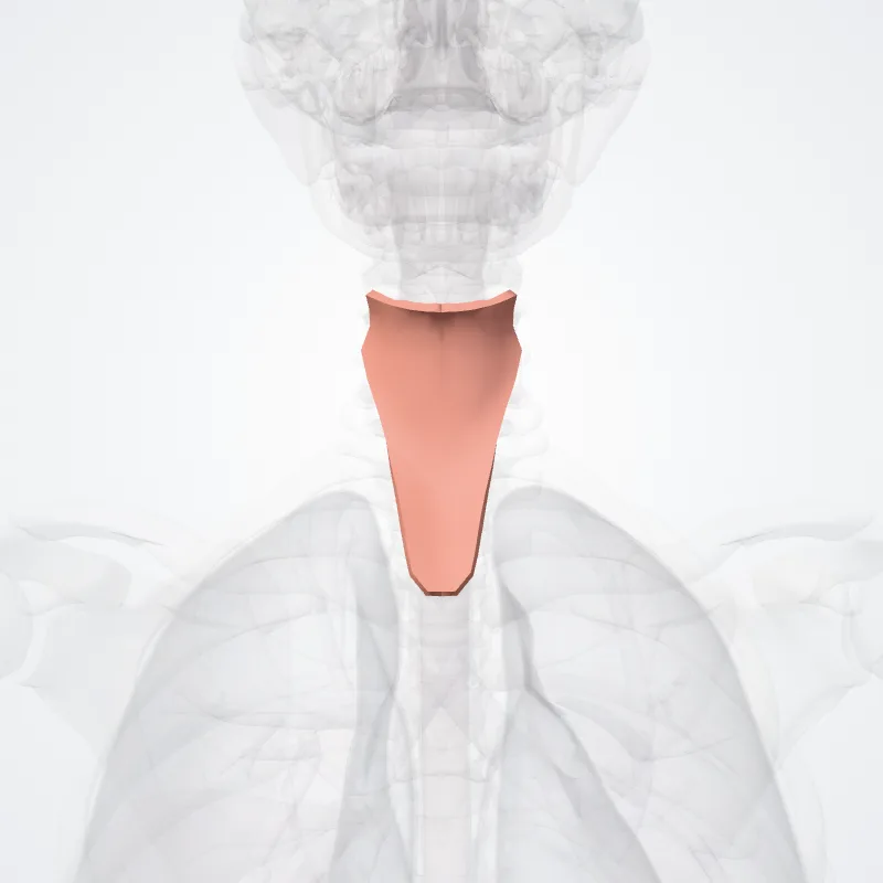 Trigonum musculare (Muscular triangle) hervorgehoben in einem 3D-Modell des menschlichen Körpers