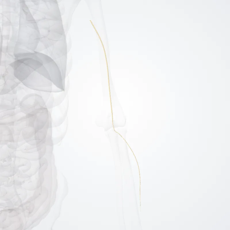 Nervus musculocutaneus (Musculocutaneous nerve) hervorgehoben in einem 3D-Modell des menschlichen Körpers