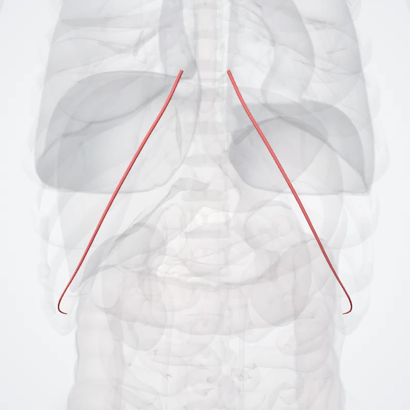 Musculophrenic artery (Arteria musculoohrenica) highlighted in a 3D model of the human body