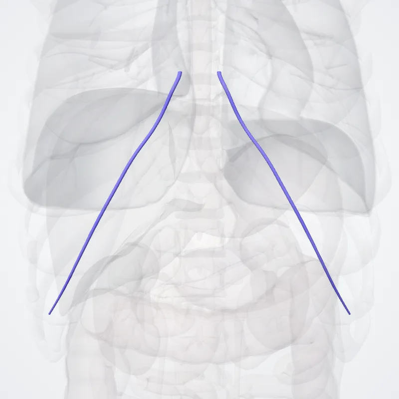 Venae musculophrenicae (Musculophrenic veins) hervorgehoben in einem 3D-Modell des menschlichen Körpers