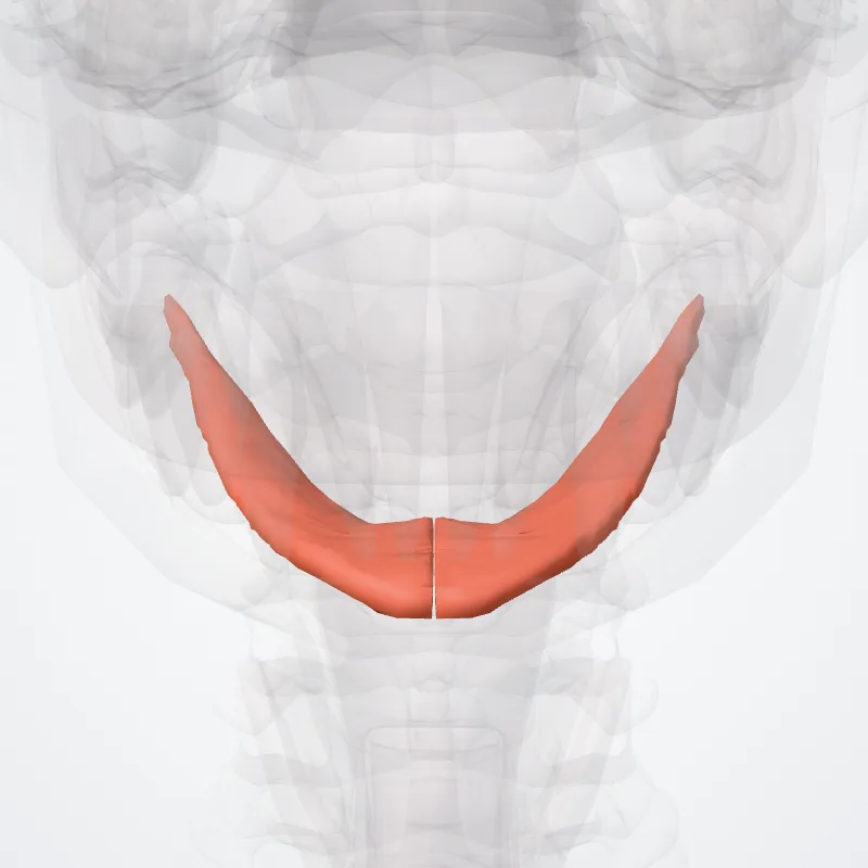 Mylohyoid muscle (Musculus mylohyoideus) highlighted in a 3D model of the human body