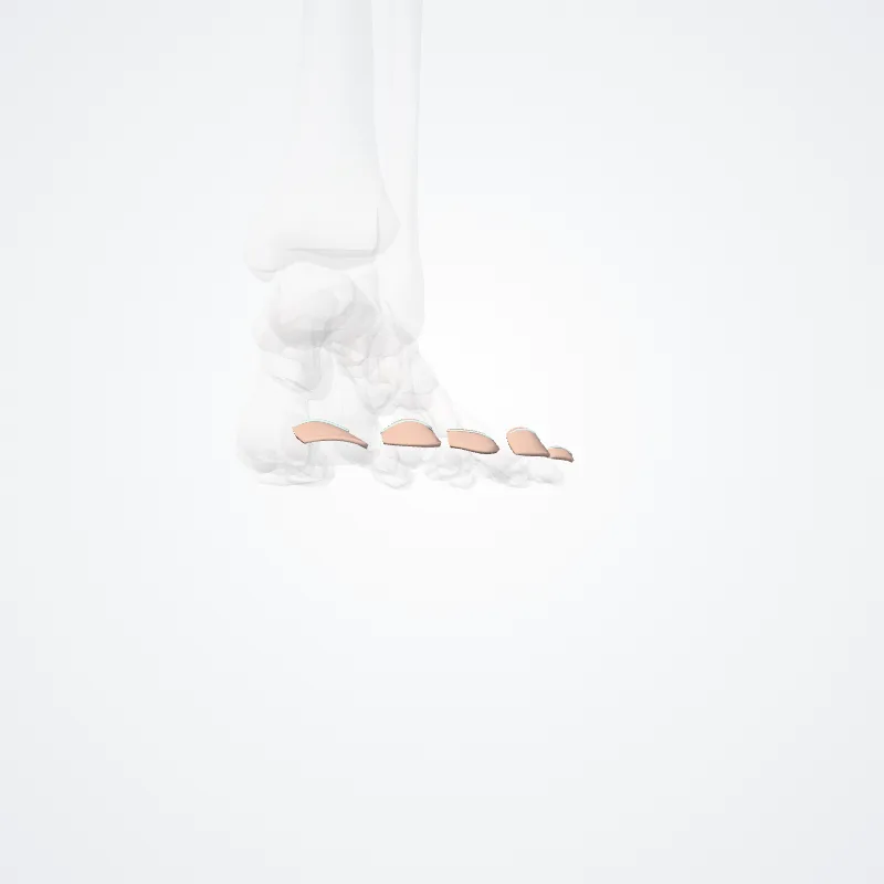 Lamina unguis (pedites) (Nail plate (foot)) hervorgehoben in einem 3D-Modell des menschlichen Körpers