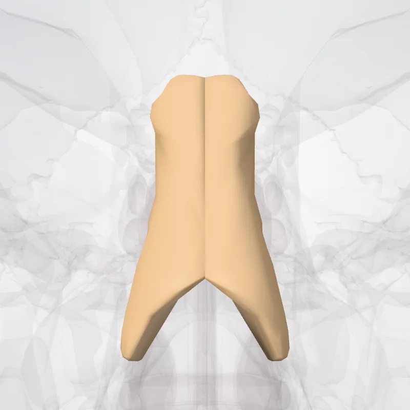 Os nasale (Nasal bone) hervorgehoben in einem 3D-Modell des menschlichen Körpers