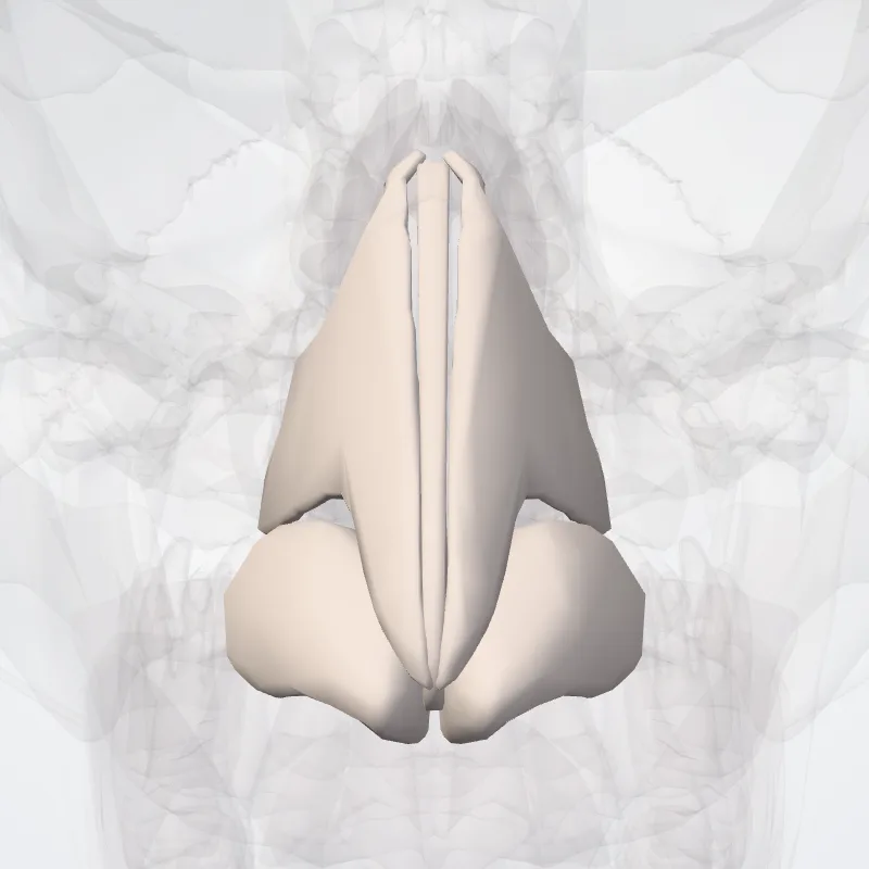 Nasal cartilages (Cartilagines nasi) highlighted in a 3D model of the human body