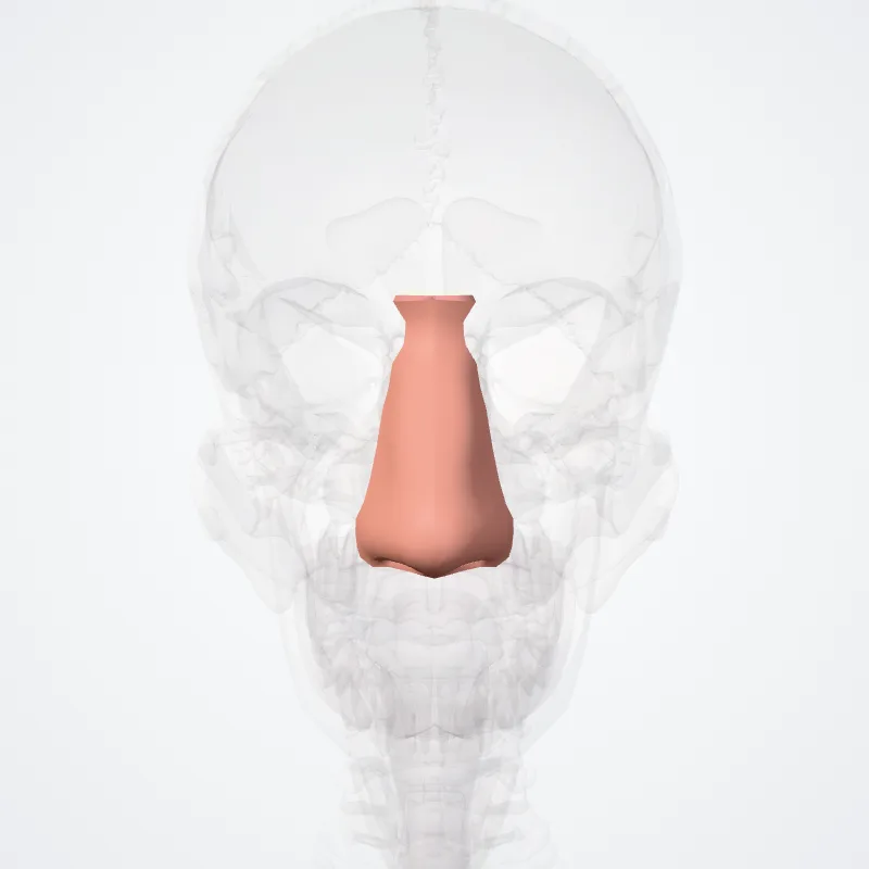 Nasal region, the structure this landmark is on