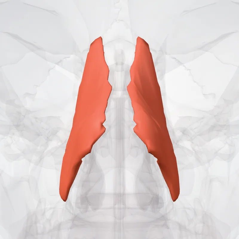 Musculus nasalis (Nasalis muscle) hervorgehoben in einem 3D-Modell des menschlichen Körpers